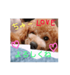 愛犬トトちゃん（個別スタンプ：7）
