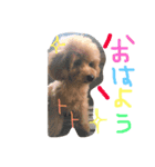愛犬トトちゃん（個別スタンプ：8）