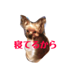 コロネのスタンプ（個別スタンプ：4）
