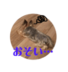 コロネのスタンプ（個別スタンプ：11）