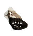 ねこ_だらけ_にゃん（個別スタンプ：1）