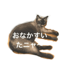 ねこ_だらけ_にゃん（個別スタンプ：2）