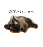 ねこ_だらけ_にゃん（個別スタンプ：5）