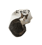 ねこ_だらけ_にゃん（個別スタンプ：7）