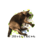 ねこ_だらけ_にゃん（個別スタンプ：8）