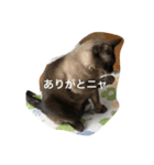 ねこ_だらけ_にゃん（個別スタンプ：9）