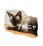 ねこ_だらけ_にゃん（個別スタンプ：10）