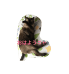 ねこ_だらけ_にゃん（個別スタンプ：11）