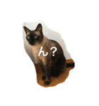ねこ_だらけ_にゃん（個別スタンプ：14）