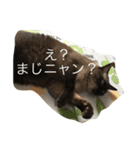 ねこ_だらけ_にゃん（個別スタンプ：15）