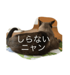 ねこ_だらけ_にゃん（個別スタンプ：16）