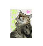 ねこのモカスタンプ2（個別スタンプ：6）