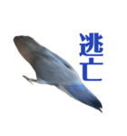 青いコザクラの一言（個別スタンプ：5）