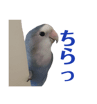 青いコザクラの一言（個別スタンプ：8）