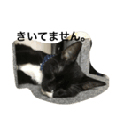 兄弟猫あおとあんずが日常5（個別スタンプ：1）