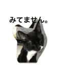兄弟猫あおとあんずが日常5（個別スタンプ：2）