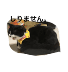 兄弟猫あおとあんずが日常5（個別スタンプ：3）