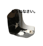 兄弟猫あおとあんずが日常5（個別スタンプ：4）