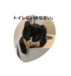 兄弟猫あおとあんずが日常5（個別スタンプ：5）
