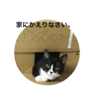 兄弟猫あおとあんずが日常5（個別スタンプ：6）