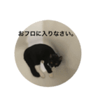 兄弟猫あおとあんずが日常5（個別スタンプ：7）