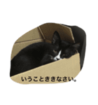 兄弟猫あおとあんずが日常5（個別スタンプ：8）
