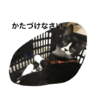 兄弟猫あおとあんずが日常5（個別スタンプ：10）