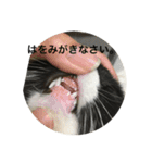 兄弟猫あおとあんずが日常5（個別スタンプ：11）