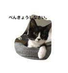兄弟猫あおとあんずが日常5（個別スタンプ：12）