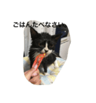 兄弟猫あおとあんずが日常5（個別スタンプ：13）