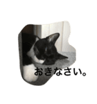 兄弟猫あおとあんずが日常5（個別スタンプ：14）