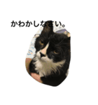 兄弟猫あおとあんずが日常5（個別スタンプ：16）