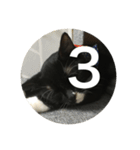あおとあんずの白黒兄弟猫を数字に。（個別スタンプ：3）