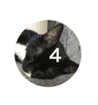 あおとあんずの白黒兄弟猫を数字に。（個別スタンプ：4）