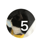 あおとあんずの白黒兄弟猫を数字に。（個別スタンプ：5）