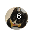 あおとあんずの白黒兄弟猫を数字に。（個別スタンプ：6）