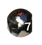 あおとあんずの白黒兄弟猫を数字に。（個別スタンプ：7）