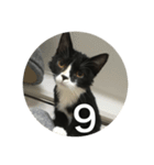 あおとあんずの白黒兄弟猫を数字に。（個別スタンプ：9）