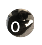 あおとあんずの白黒兄弟猫を数字に。（個別スタンプ：10）