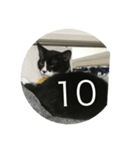 あおとあんずの白黒兄弟猫を数字に。（個別スタンプ：11）