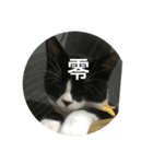 あおとあんずの白黒兄弟猫を数字に。（個別スタンプ：12）