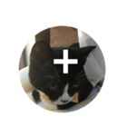 あおとあんずの白黒兄弟猫を数字に。（個別スタンプ：13）