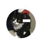 あおとあんずの白黒兄弟猫を数字に。（個別スタンプ：14）
