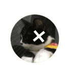 あおとあんずの白黒兄弟猫を数字に。（個別スタンプ：15）