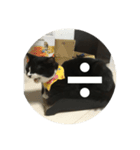 あおとあんずの白黒兄弟猫を数字に。（個別スタンプ：16）