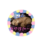 ラスティー（個別スタンプ：2）