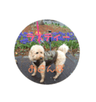 ラスティー（個別スタンプ：8）