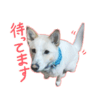 実家の愛犬 はなちゃんのスタンプ♪（個別スタンプ：1）