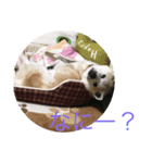 スタンプ愛犬（個別スタンプ：5）