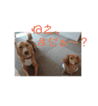 ♪保護犬リオ♪（個別スタンプ：6）